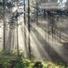 Forest sunlight illuminates purple wildflowers and trees.