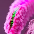 Detailed Close-Up of Vibrant Pink and Green Succulent Leaf on Purple Background