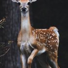 Intricate brown and white deer with stylized plants on dark background