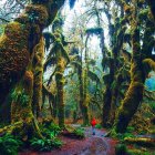 Lush Green Forest with Moss-Covered Trees and Stream