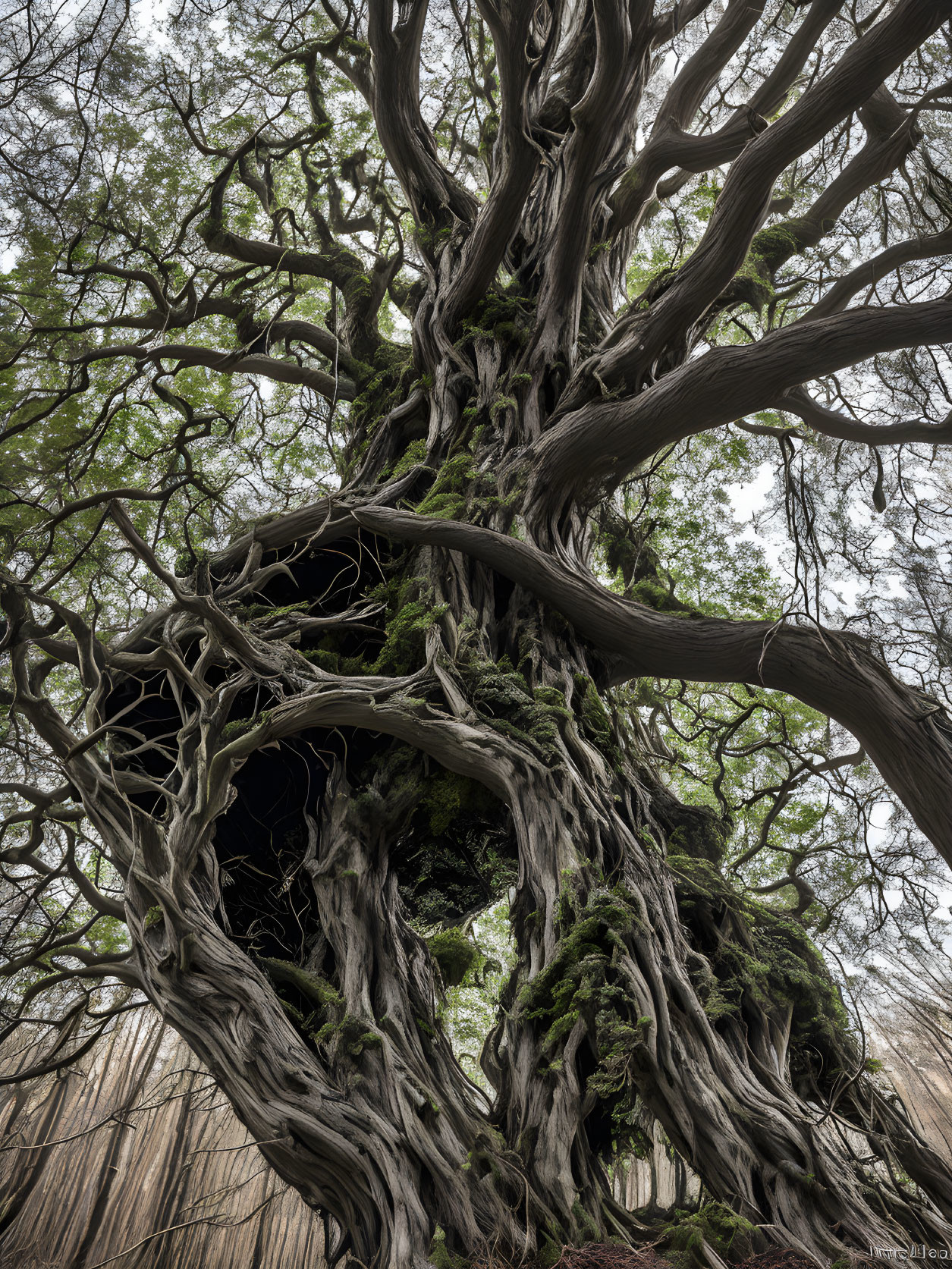 Ancient gnarled tree with moss-covered branches in forest.