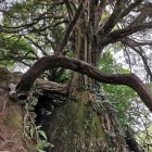 Ancient gnarled tree with moss-covered branches in forest.