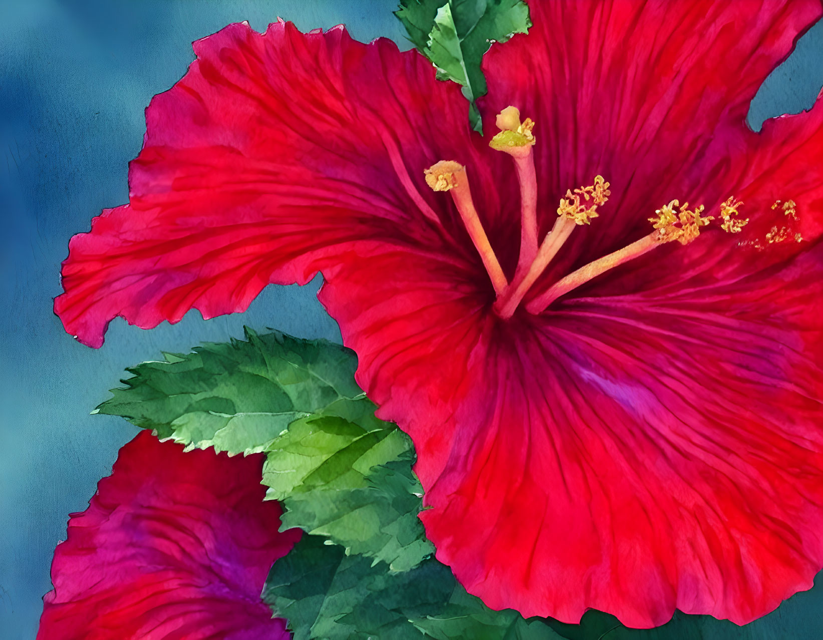 Vibrant red hibiscus flower with yellow stamens on blue background