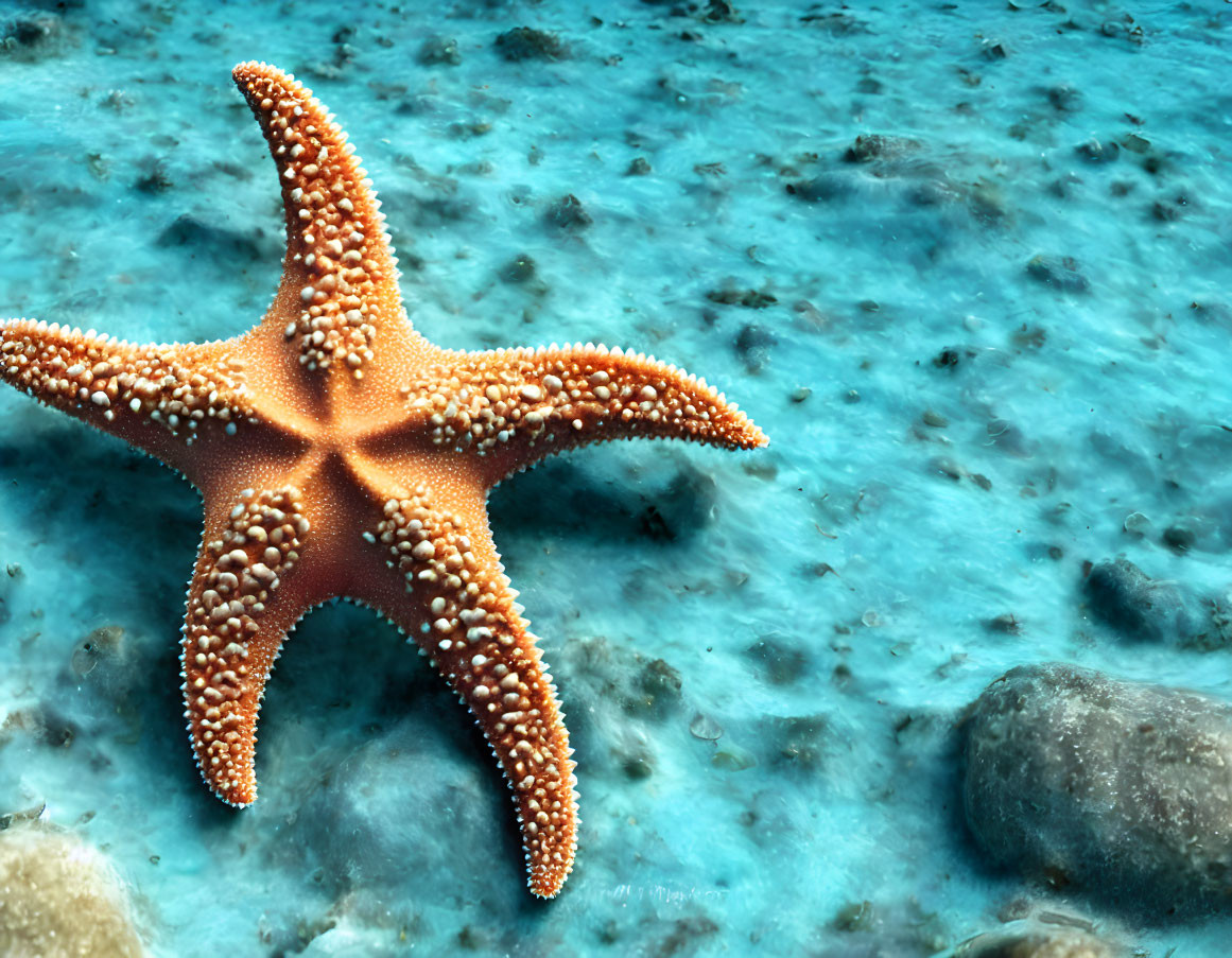 Bright Orange Starfish on Rocky Underwater Surface