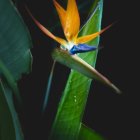 Colorful Bird of Paradise Flower with Water Droplets on Dark Background