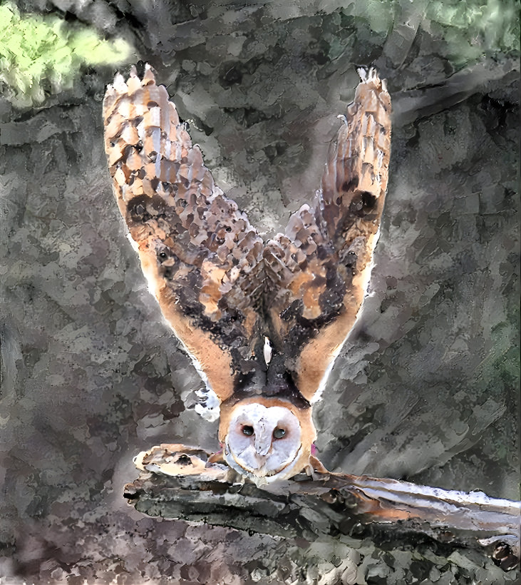 Owl