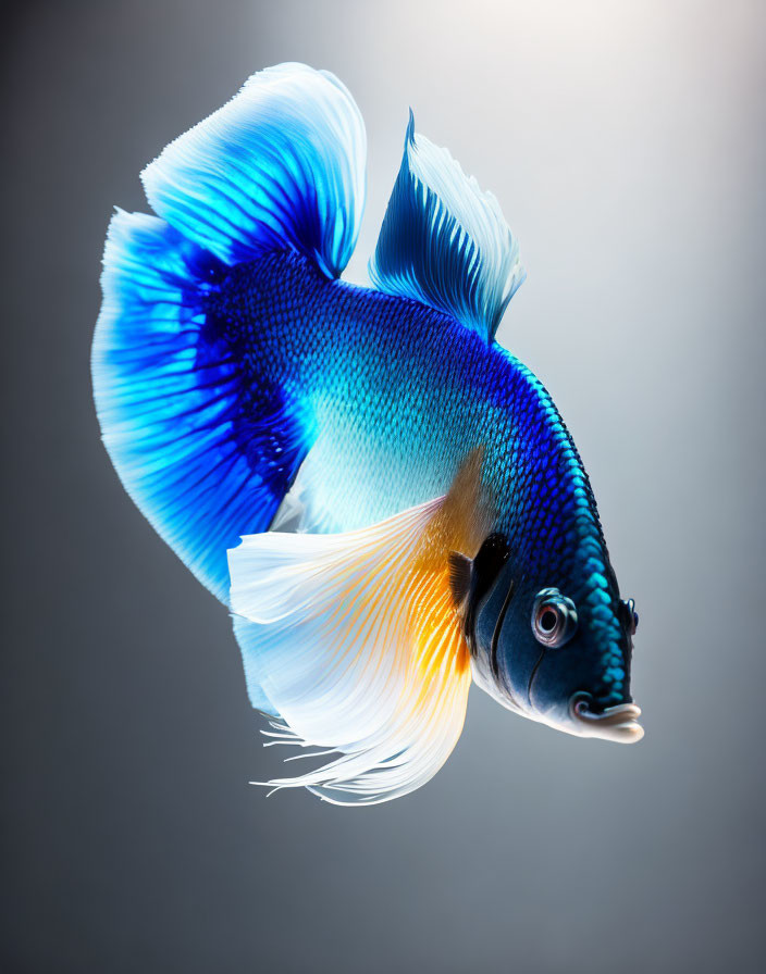 Blue and White Betta Fish Swimming Gracefully on Grey Background