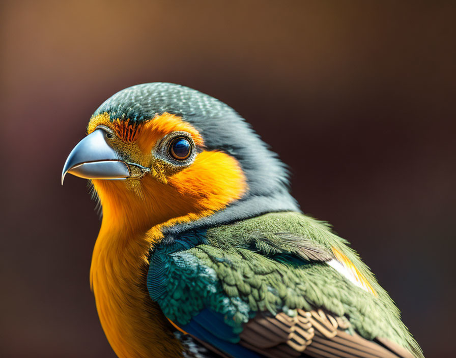 Colorful bird with orange, green, and blue plumage and black beak in close-up view