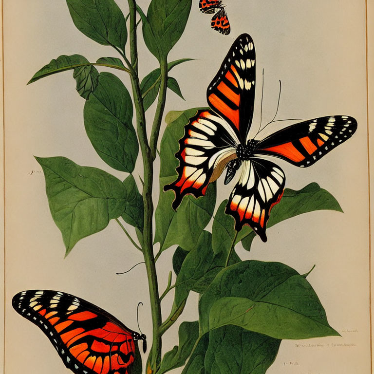 Vintage Illustration of Vibrant Butterflies on Green Leafy Plant Stems