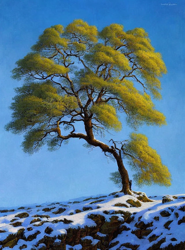 Solitary tree with yellow-green foliage in snowy landscape