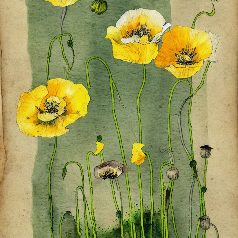 Yellow poppies botanical illustration on aged paper.