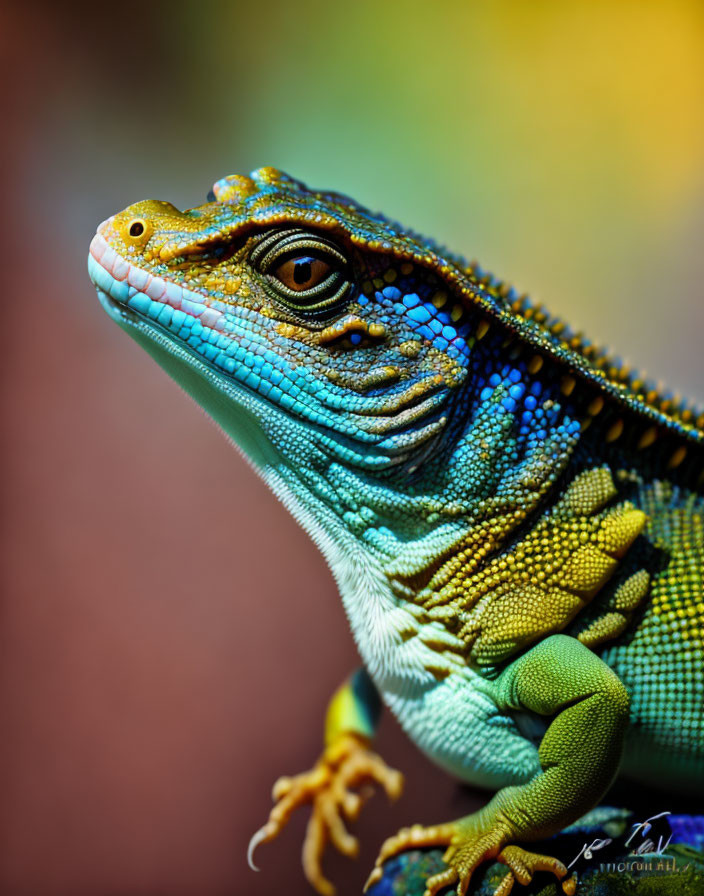 Vibrant blue and yellow lizard with textured skin on blurred background