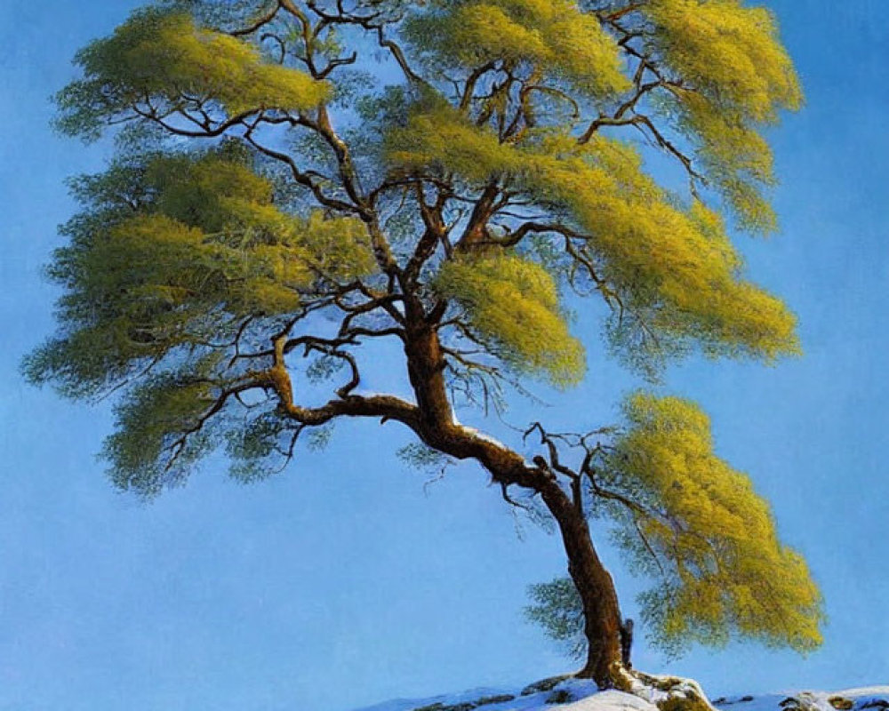 Solitary tree with yellow-green foliage in snowy landscape