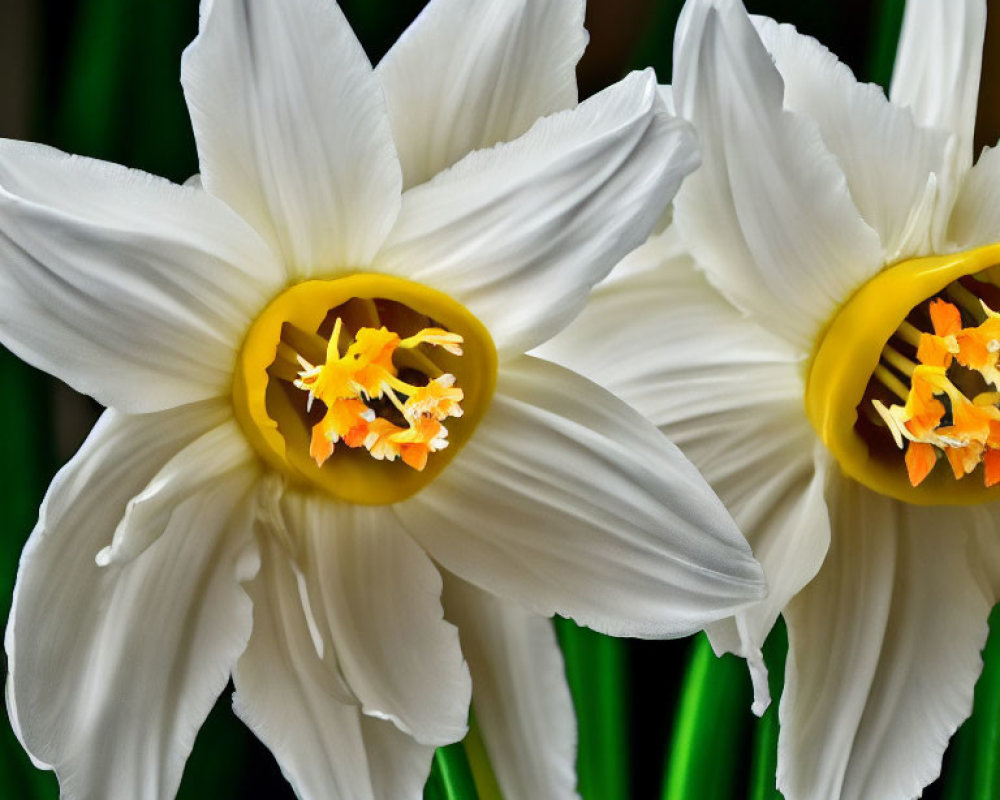 Vibrant white and yellow daffodils with detailed petals on dark green backdrop