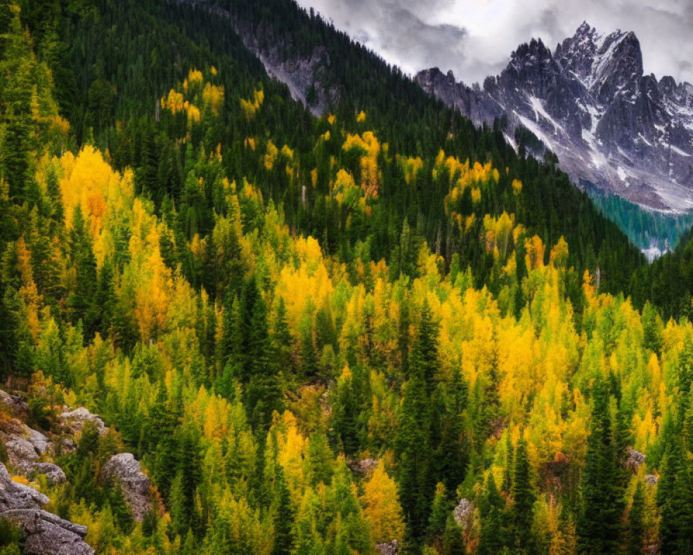 Colorful autumn foliage covering mountainous landscape with pine trees and cloudy peaks.