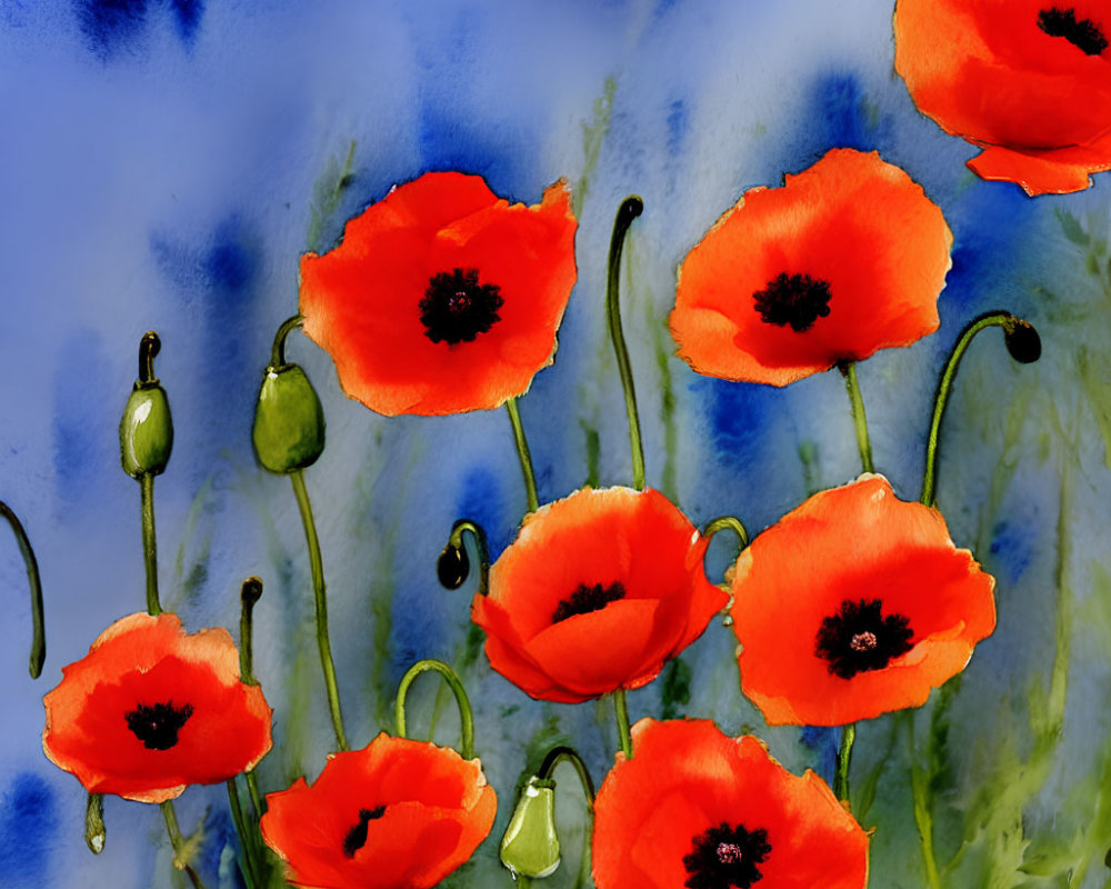 Colorful Red Poppies on Blue Watercolor Background with Green Stems