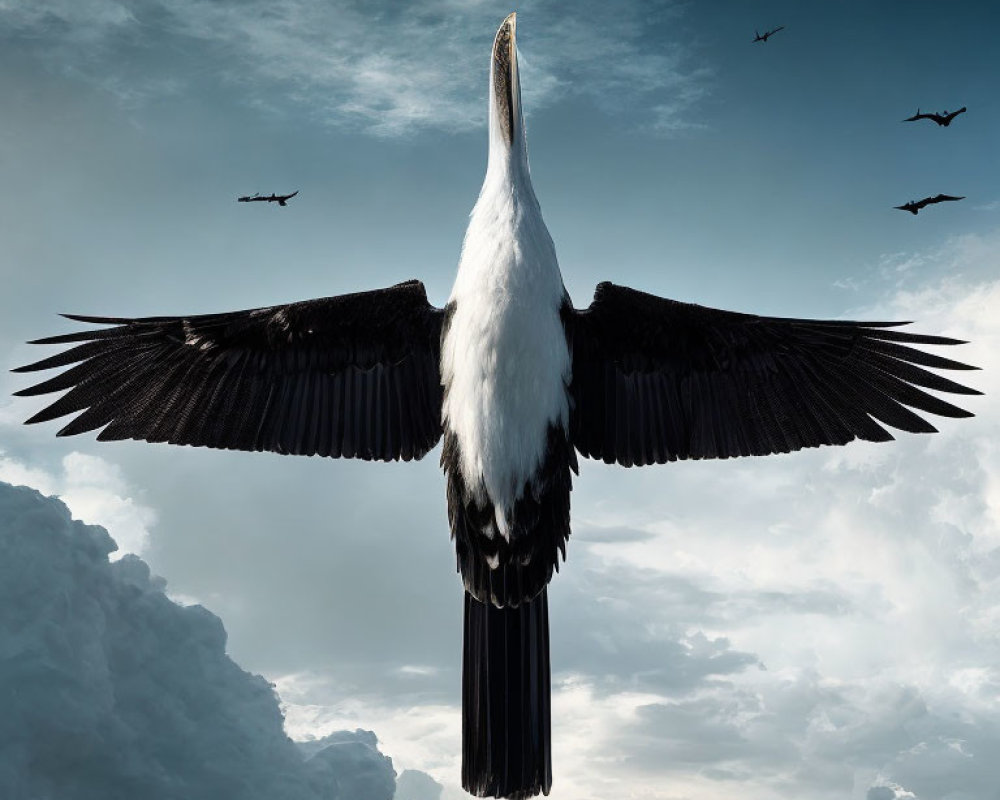 Black and white bird soaring against fluffy clouds