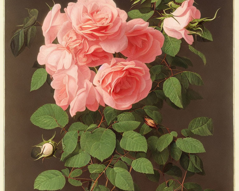 Vintage Pink Roses Illustration on Dark Background