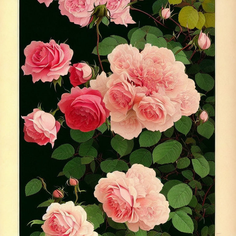 Vibrant pink roses in full bloom on dark background