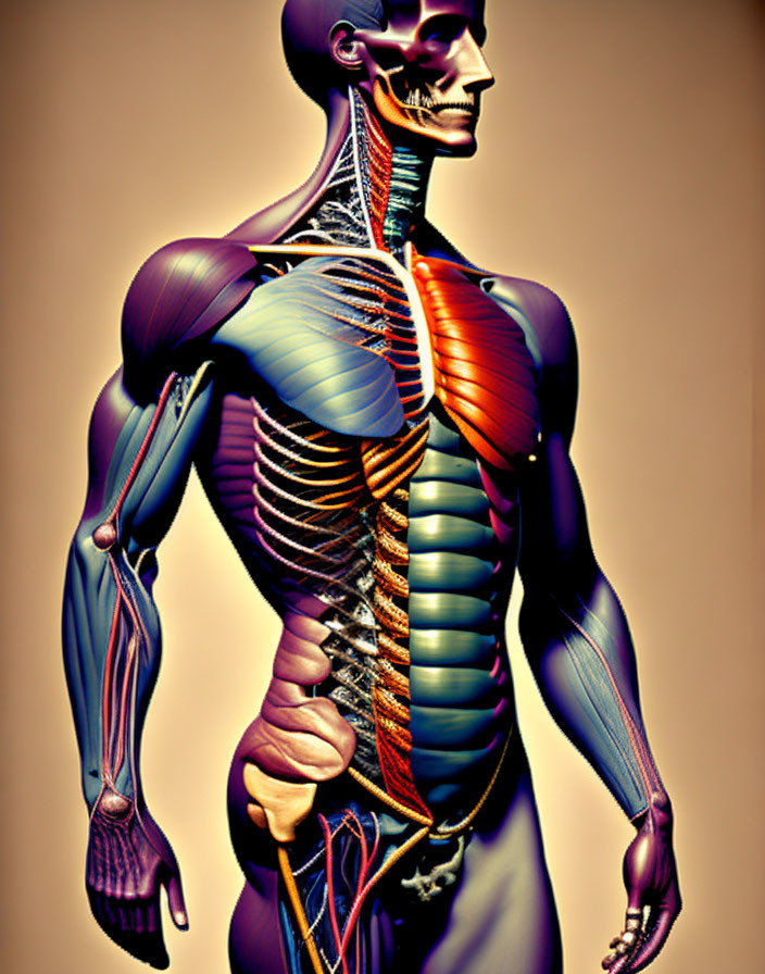 Detailed Human Muscular and Skeletal System Anatomy on Beige Background