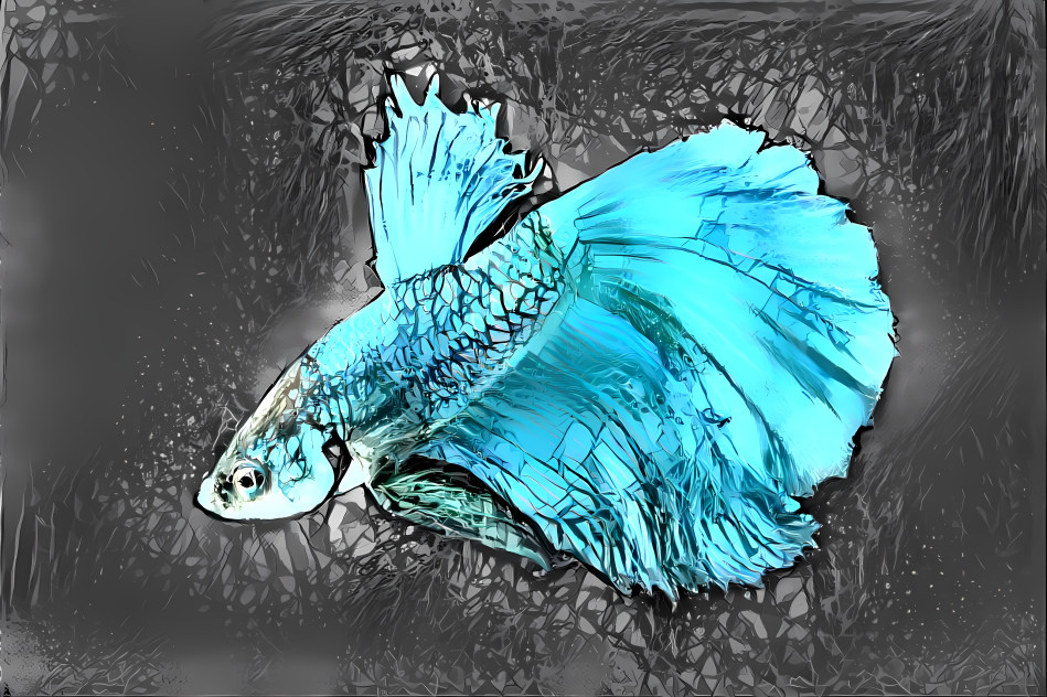 Siamese fighting fish