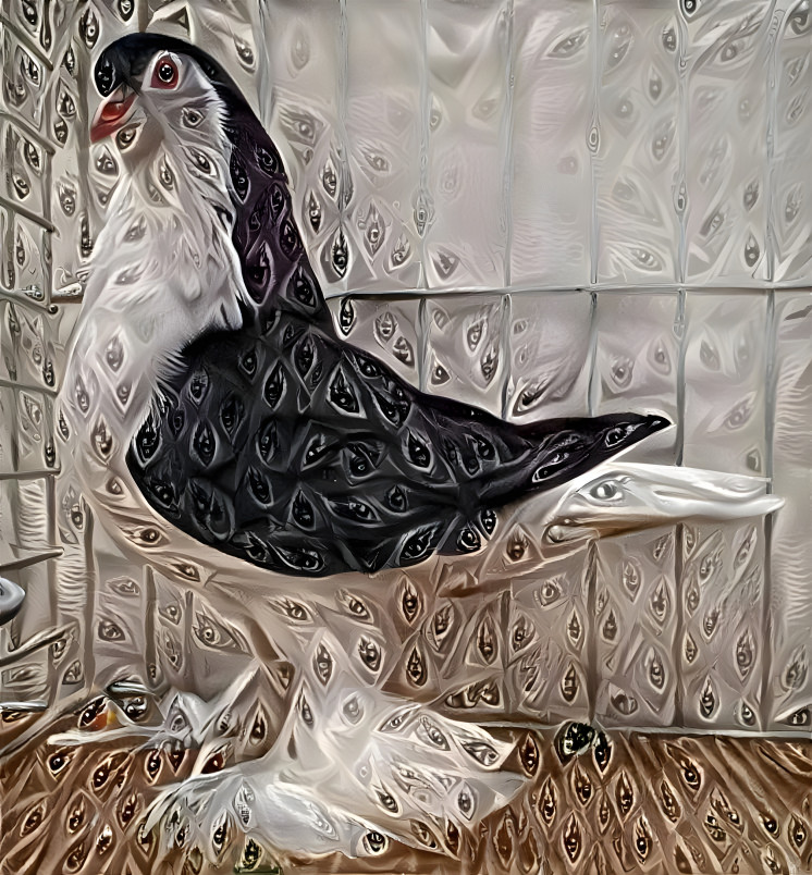 Pigeon