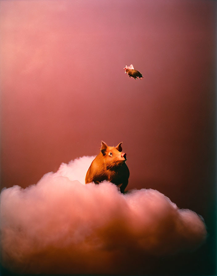 Stylized piglet on fluffy cloud with bird in pinkish-brown setting