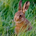 Brown and White Rabbit in Lush Garden Scene