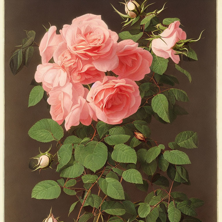 Vintage Pink Roses Illustration on Dark Background