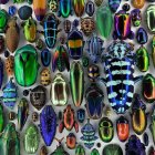 Colorful Beetle Specimens Displayed in Neat Rows