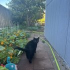 Black Cat Surrounded by Carved Pumpkins on Walkway with Halloween Theme