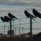 Four crows on barbed wire fence under moody sky