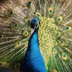 Vibrant Blue Peacock Against Intricate Patterns