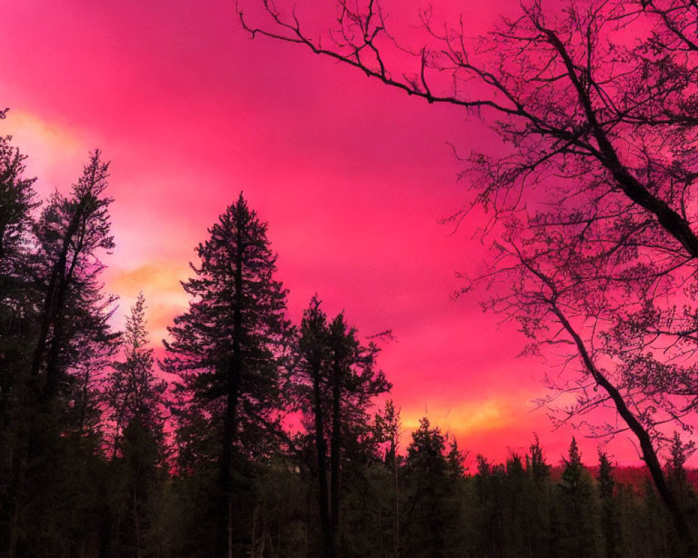 Vibrant Pink and Red Sunset Sky Silhouettes Trees in Forest