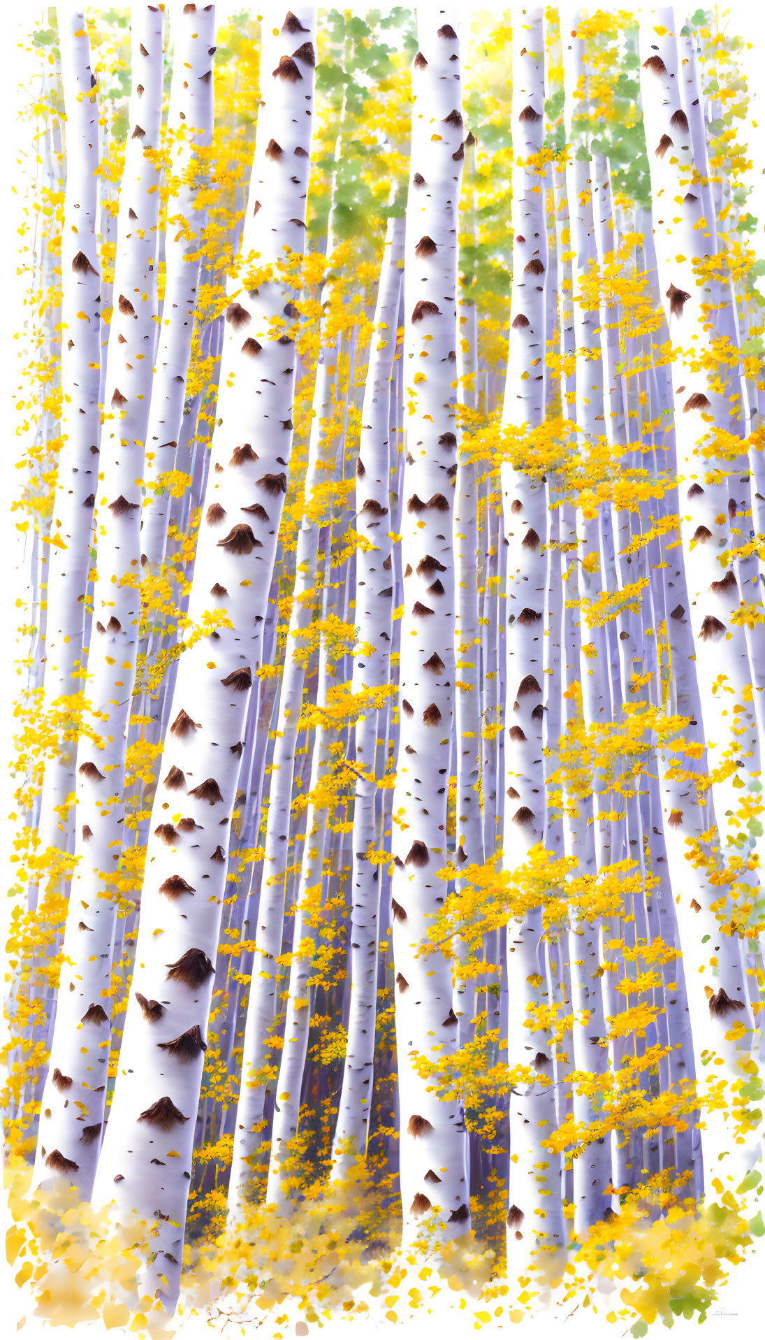 Vivid Aspen Forest with White Trunks and Yellow Foliage