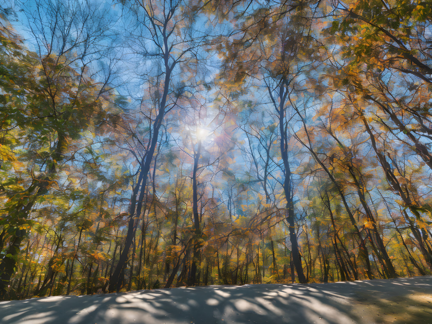 Autumn forest scene with tall golden-leaved trees under clear blue sky