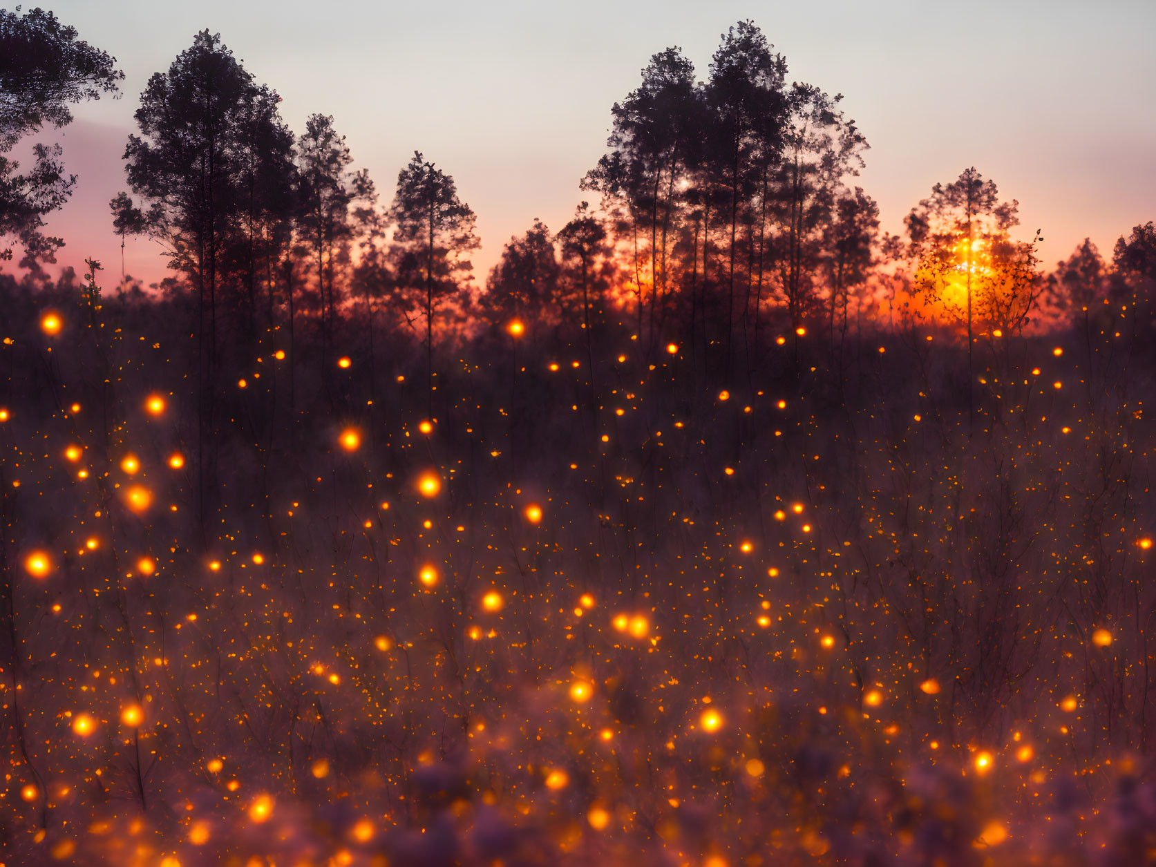 Forest sunset with fireflies lighting up the underbrush