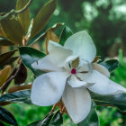 White flower with golden center in dew-covered greenery on soft-focus background