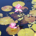 Tranquil Pond with Pink Water Lilies and Green Lily Pads