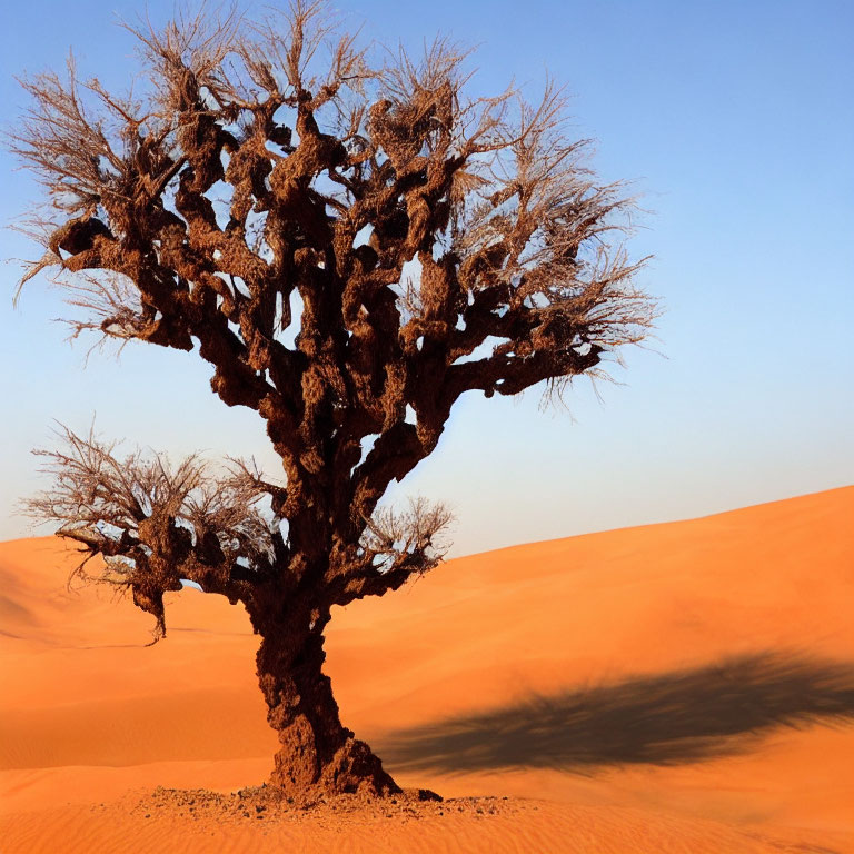 Resilient gnarled tree in golden sand dunes under clear sky