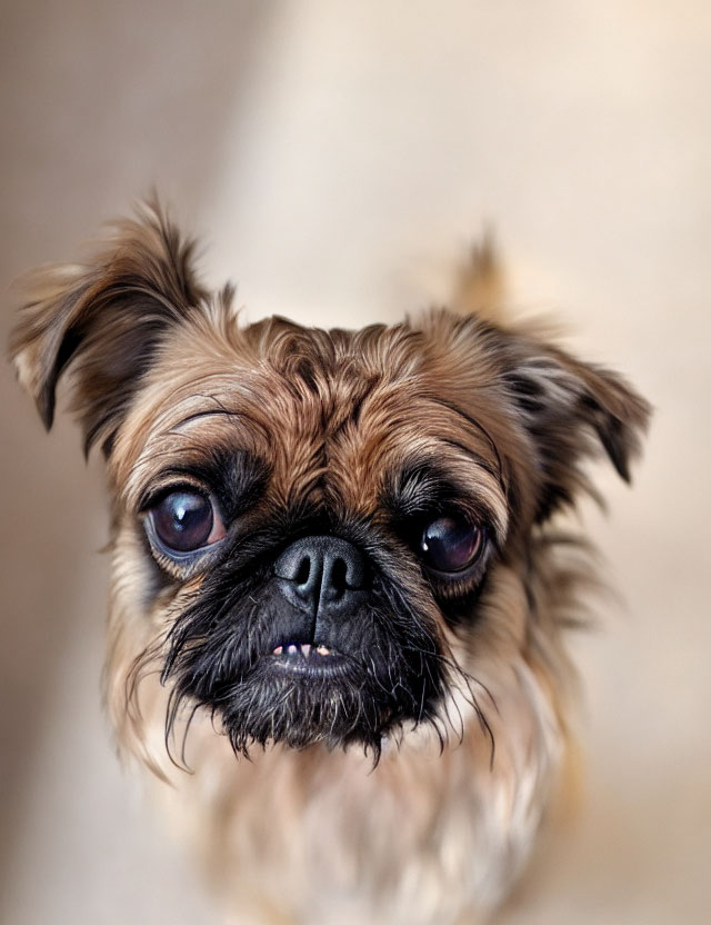Brussels Griffon Dog with Distinctive Features