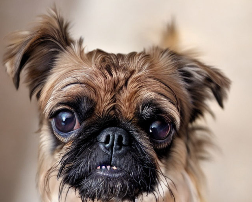 Brussels Griffon Dog with Distinctive Features