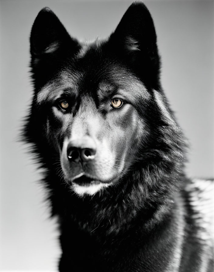 Black Wolf Portrait with Intense Eyes on Grey Background