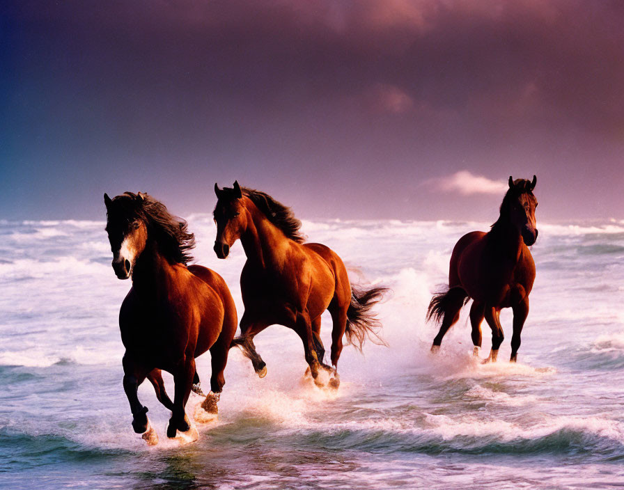 Majestic horses galloping in shallow ocean waters at dusk