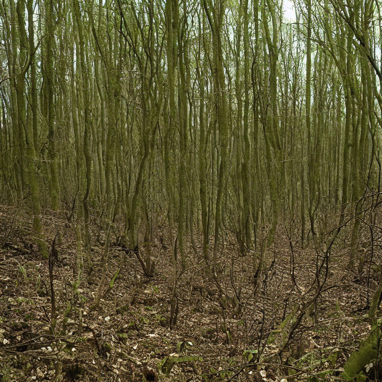 Bare Deciduous Trees in Dense Forest with Moss-covered Trunks