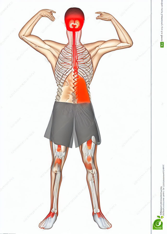 Detailed Anatomical Illustration of Upper Body Muscles and Skeleton Highlighted in Red