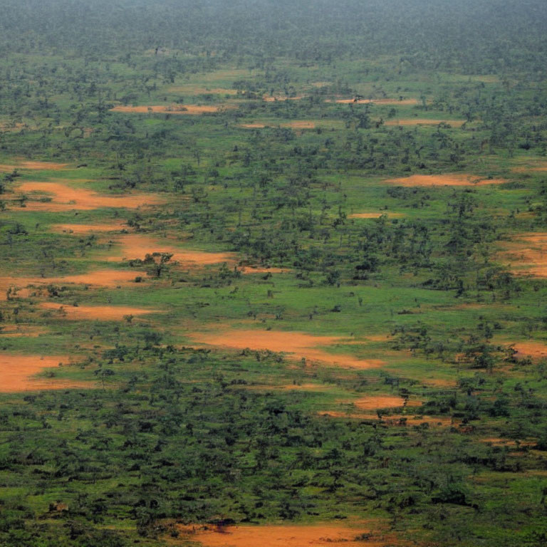 Scattered trees and shrubs in savanna landscape.