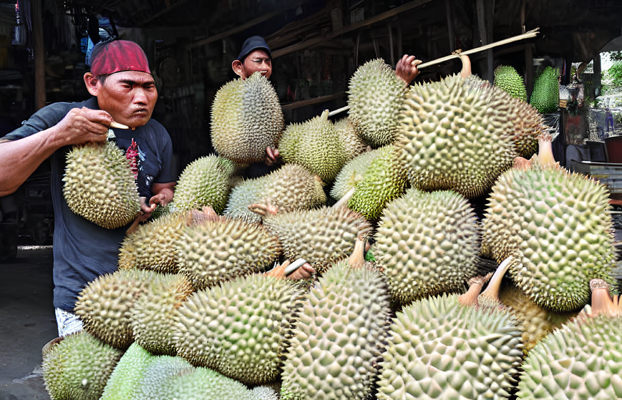 Men sorting spiky green durian fruits at market stall