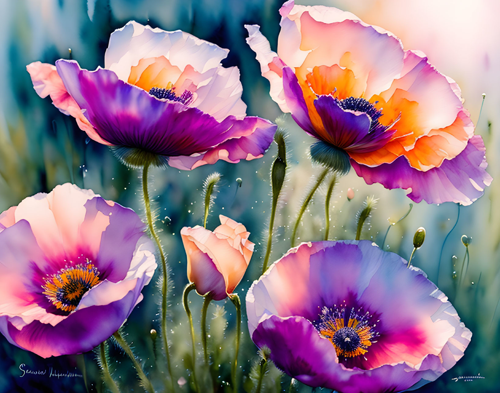 Vibrant poppies: purple, pink, and white petals with dewdrops on a soft bo