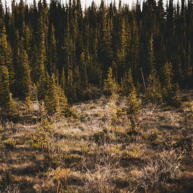 Sunlight Filtering Through Dense Forest, Serene Wilderness Scene